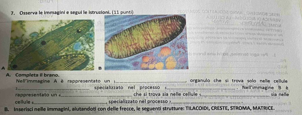 Osserva le immagini e segui le istruzioni. (11 punti) 
Ostaços OditzAJc2 OMVA LOMΙσνΟ8 J2291 
AJUJ3O Al -Al2OJ01B (Ó AT3V 
MOW 
iolooliqgo (pnoias gmo e Espeszoaco vrérneo 
p caimos el crctu rV ánay aña ge absemob ef 99 
n evóiesos da eforresóry piciho el erraronda 
* 20 gitózzom dimparu9 , σtνq 1 saíta ebnomο0 
averd snu ihos snimned ingo 199
A 
A. Completa il brano. 
Nell'immagine A è rappresentato un 1 _organulo che si trova solo nelle cellule 
2._ specializzato nel processo ₹3_ Nell'immagine B è 
rappresentato un _che si trova sia nelle cellule s_ sia nelle 
cellule 6_ specializzato nel processo 7 _ 
B. Inserisci nelle immagini, aiutandoti con delle frecce, le seguenti strutture: TILACOIDI, CRESTE, STROMA, MATRICE.