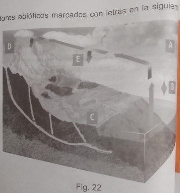 tores abióticos marcados con letras en la siguier 
A 
B 
Fig. 22