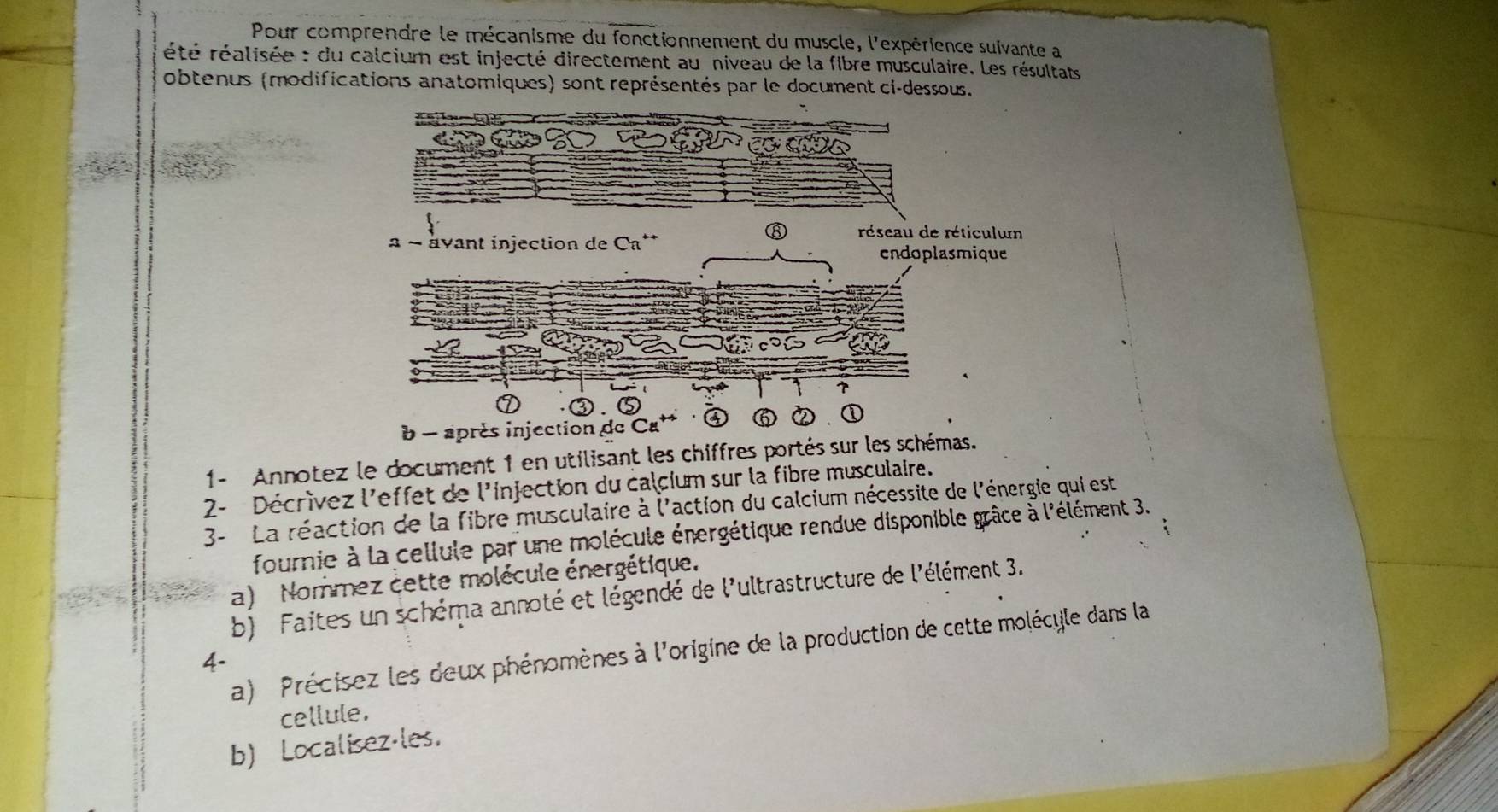 Pour comprendre le mécanisme du fonctionnement du muscle, l'expérience suivante a 
été réalisée : du calcium est injecté directement au niveau de la fibre musculaire. Les résultats 
obtenus (modifications anatomiques) sont représentés par le document ci-dessous. 
b - apr 
1- Annotez le document 1 en utilisant les chiffres portés sur les schémas. 
2- Décrívez l'effet de l'injection du calcium sur la fibre musculaire. 
3- La réaction de la fibre musculaire à l'action du calcium nécessite de l'énergie qui est 
fournie à la cellule par une molécule énergétique rendue disponible grâce à l'élément 3. 
a) Nommez cette molécule énergétique. 
b) Faites un schéma annoté et légendé de l'ultrastructure de l'élément 3. 
a) Précisez les deux phénomènes à l'origine de la production de cette molécyle dans la 
4- 
cellule. 
b) Localisez-les.