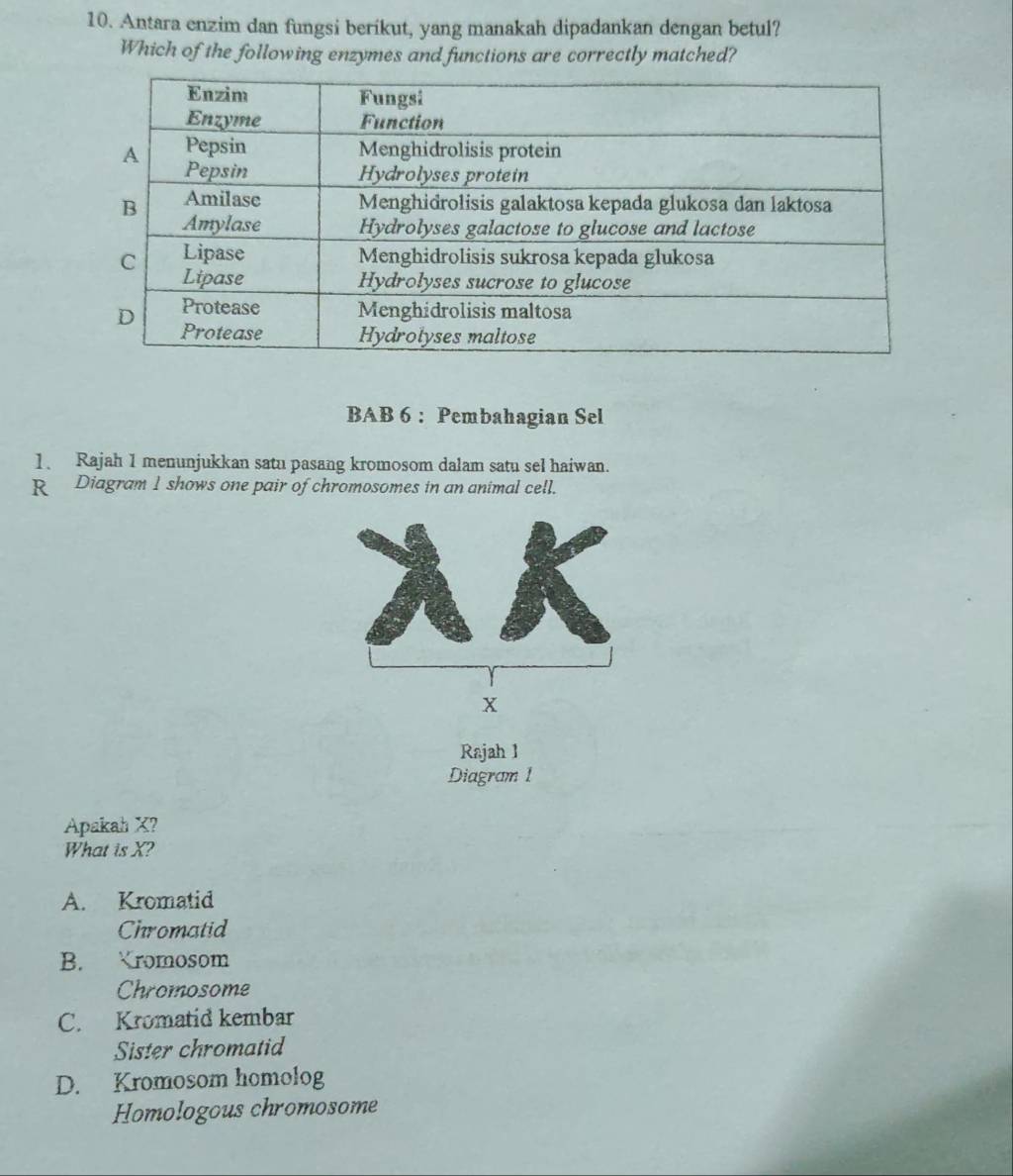 Antara enzim dan fungsi berikut, yang manakah dipadankan dengan betul?
Which of the following enzymes and functions are correctly matched?
BAB 6 : Pembahagian Sel
1. Rajah 1 menunjukkan satu pasang kromosom dalam satu sel haiwan.
R Diagram 1 shows one pair of chromosomes in an animal cell.
Rajah 1
Diagram 1
Apakah X?
What is X?
A. Kromatid
Chromatid
B. Kromosom
Chromosome
C. Kromatid kembar
Sister chromatid
D. Kromosom homolog
Homologous chromosome