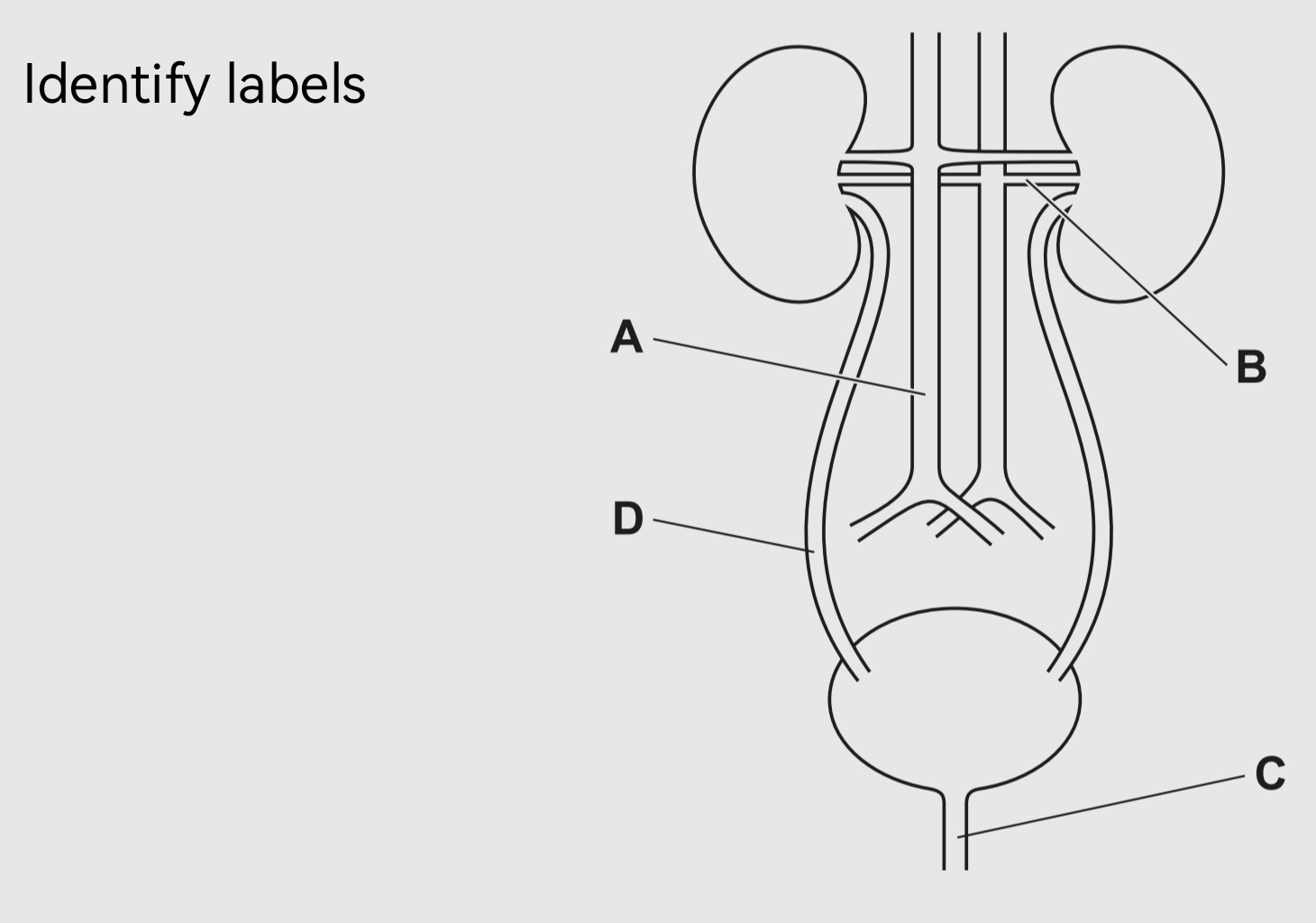 تم الحل:Identify labels C