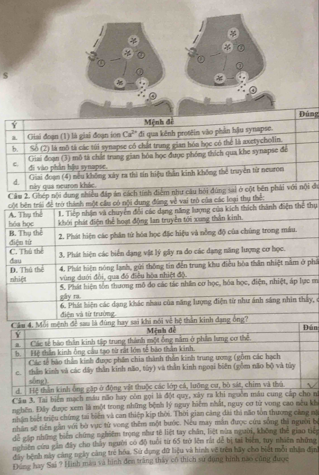 $
Đúng
Ý
Mệnh đê
a  Giai đoạn (1) là giai đoạn ion Ca²* đi qua kênh protêin vào phần hậu synapse.
b. Số (2) là mô tả các túi synapse có chất trung gian hóa học có thể là axetycholin.
Giai đoạn (3) mô tả chất trung gian hóa học được phóng thích qua khe synapse để
C. đi vào phần hậu synapse.
d. Giai đoạn (4) nếu không xảy ra thì tín hiệu thần kinh không thể truyền từ neuron
này qua neuron khác.
Câu 2. Ghép nội dung nhiều đáp án cách tính điểm như câu hỏi đúng sai ở cột bên phải với nội du
cột bên trái đề trở thành một câu có nội dung đúng về vai trò của các loại thụ thể:
A. Thụ thể 1. Tiếp nhận và chuyển đổi các dạng năng lượng của kích thích thành điện thế thụ
hóa học khởi phát điện thể hoạt động lan truyền tới xung thần kinh.
B. Thụ thể
điện tử 2. Phát hiện các phân tử hóa học đặc hiệu và nồng độ của chúng trong máu.
C. Thủ thể 3. Phát hiện các biến dạng vật lý gây ra do các đạng năng lượng cơ học.
dau
D. Thủ thể 4. Phát hiện nóng lạnh, gửi thông tin đến trung khu điều hòa thân nhiệt nằm ở phầ
nhiệt vùng dưới đồi, qua đó điều hòa nhiệt độ.
5. Phát hiện tồn thương mô do các tác nhân cơ học, hóa học, điện, nhiệt, áp lực m
gây ra.
6. Phát hiện các dạng khác nhau của năng lượng điện từ như ánh sáng nhìn thấy, ở
điện và từ trường.
y sai khi nói về hệ thần kinh dạng ống?
n
Câu 3. Tai biến mạch máu não hay còn gọni
nghên. Đây được xem là một trong những bệnh lý nguy hiểm nhất, nguy cơ tử vong cao nếu kh
nhận biết triệu chứng tai biến và can thiệp kịp thời. Thời gian cảng đài thì não tồn thương cảng nă
nhân sẽ tiến gần với bờ vực tử vong thêm một bước. Nếu may mắn được cứu sống thì người bộ
đễ gặp những biến chứng nghiêm trọng như tê liệt tay chân, liệt nửa người, không thể giao tiến
nghiên cứu gần đây cho thấy người có độ tuổi từ 65 trở lên rắt dễ bị tai biên, tuy nhiên những
đây bệnh này cảng ngày càng trẻ hóa. Sử dụng dữ liệu và hình vẽ trên hãy cho biết mỗi nhận định
Đúng hay Sai ? Hình màu và hình đen trắng thấy cô thích sử dụng hình nào cũng được