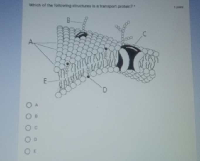 Which of the following structures is a transport protein? " 1 point
A
B
C
D
E