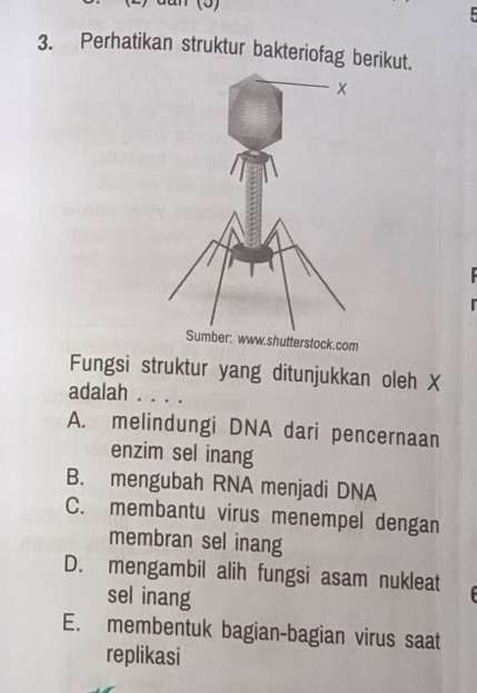 Perhatikan struktur bakteriofag berikut.

om
Fungsi struktur yang ditunjukkan oleh X
adalah . . . .
A. melindungi DNA dari pencernaan
enzim sel inang
B. mengubah RNA menjadi DNA
C. membantu virus menempel dengan
membran sel inang
D. mengambil alih fungsi asam nukleat 
sel inang
E. membentuk bagian-bagian virus saat
replikasi