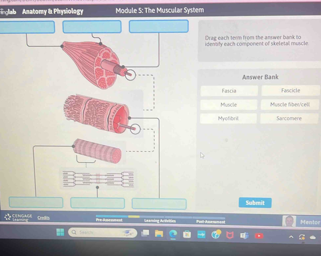 Solved: nglab Anatomy & Physiology Module 5: The Muscular System Drag ...