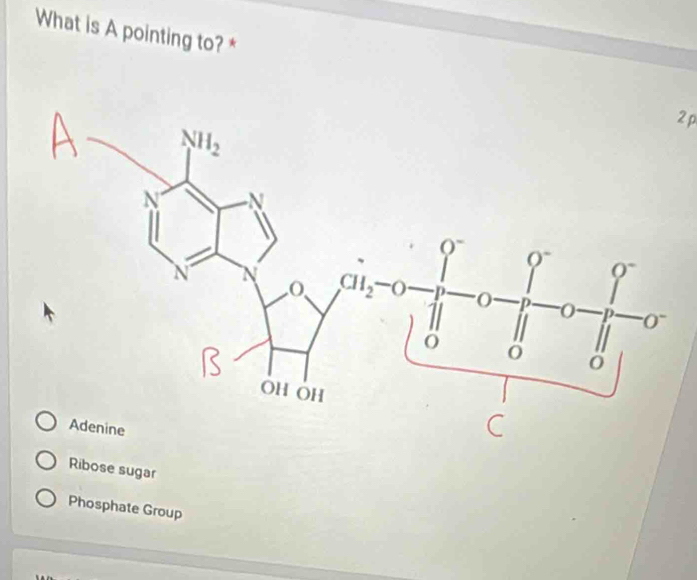 What is A pointing to? *
2p
Ribose sugar
Phosphate Group