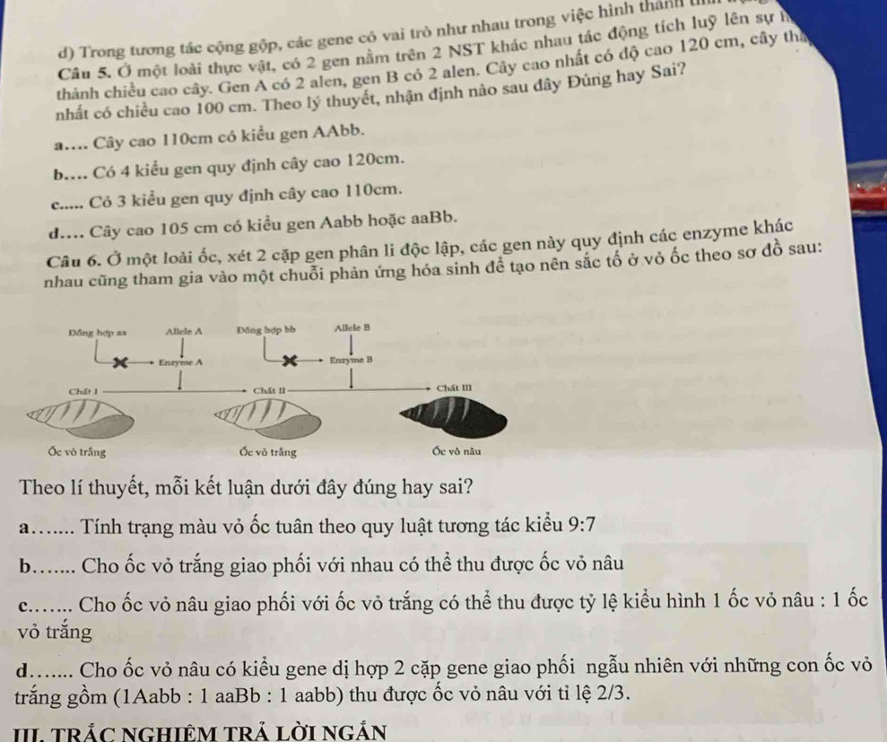 d) Trong tương tác cộng gộp, các gene có vai trò như nhau trong việc hình thánh (
Câu 5. Ở một loài thực vật, có 2 gen nằm trên 2 NST khác nhau tác động tích luỹ lên sự lỉ
thành chiều cao cây. Gen A có 2 alen, gen B có 2 alen. Cây cao nhất có độ cao 120 cm, cây tha
nhất có chiều cao 100 cm. Theo lý thuyết, nhận định nào sau dây Đúng hay Sai?
a.... Cây cao 110cm có kiểu gen AAbb.
b.... Có 4 kiểu gen quy định cây cao 120cm.
c..... Có 3 kiểu gen quy định cây cao 110cm.
d.... Cây cao 105 cm có kiểu gen Aabb hoặc aaBb.
Câu 6. Ở một loài ốc, xét 2 cặp gen phân li độc lập, các gen này quy định các enzyme khác
nhau cũng tham gia vào một chuỗi phản ứng hóa sinh để tạo nên sắc tố ở vỏ ốc theo sơ đồ sau:
Theo lí thuyết, mỗi kết luận dưới đây đúng hay sai?
a....... Tính trạng màu vỏ ốc tuân theo quy luật tương tác kiểu 9:7
b……...  Cho ốc vỏ trắng giao phối với nhau có thể thu được ốc vỏ nâu
c…_  Cho ốc vỏ nâu giao phối với ốc vỏ trắng có thể thu được tỷ lệ kiểu hình 1 ốc vỏ nâu : 1 ốc
vỏ trắng
d……...  Cho ốc vỏ nâu có kiểu gene dị hợp 2 cặp gene giao phối ngẫu nhiên với những con ốc vỏ
trắng gồm (1Aabb : 1 aaBb : 1 aabb) thu được ốc vỏ nâu với tỉ lệ 2/3.
III TRÁC NGHIÊM TRÁ LờI NGắN