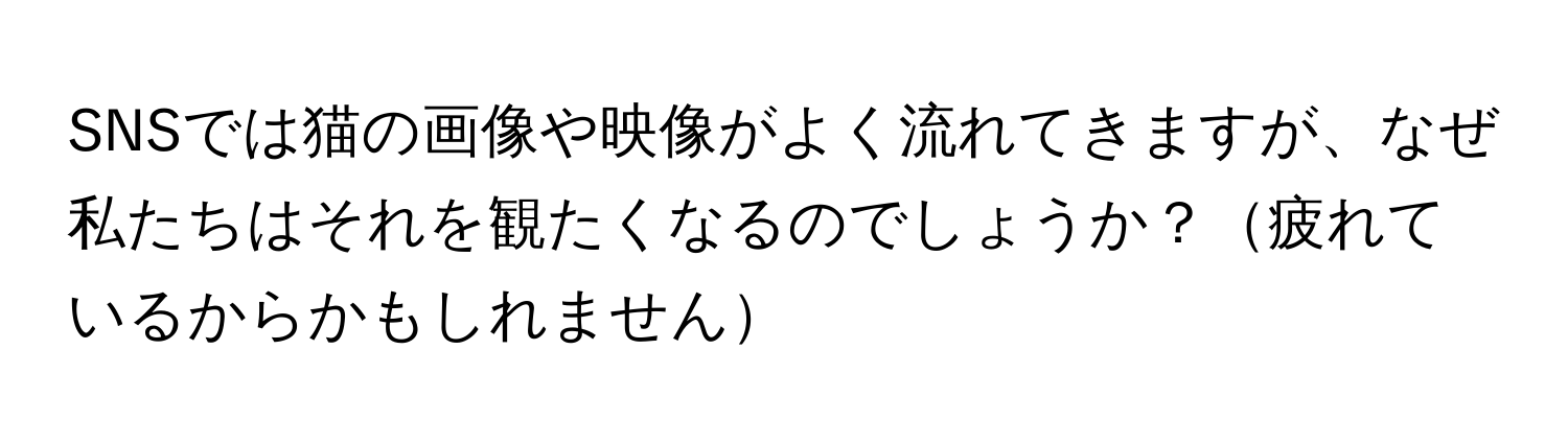 SNSでは猫の画像や映像がよく流れてきますが、なぜ私たちはそれを観たくなるのでしょうか？疲れているからかもしれません