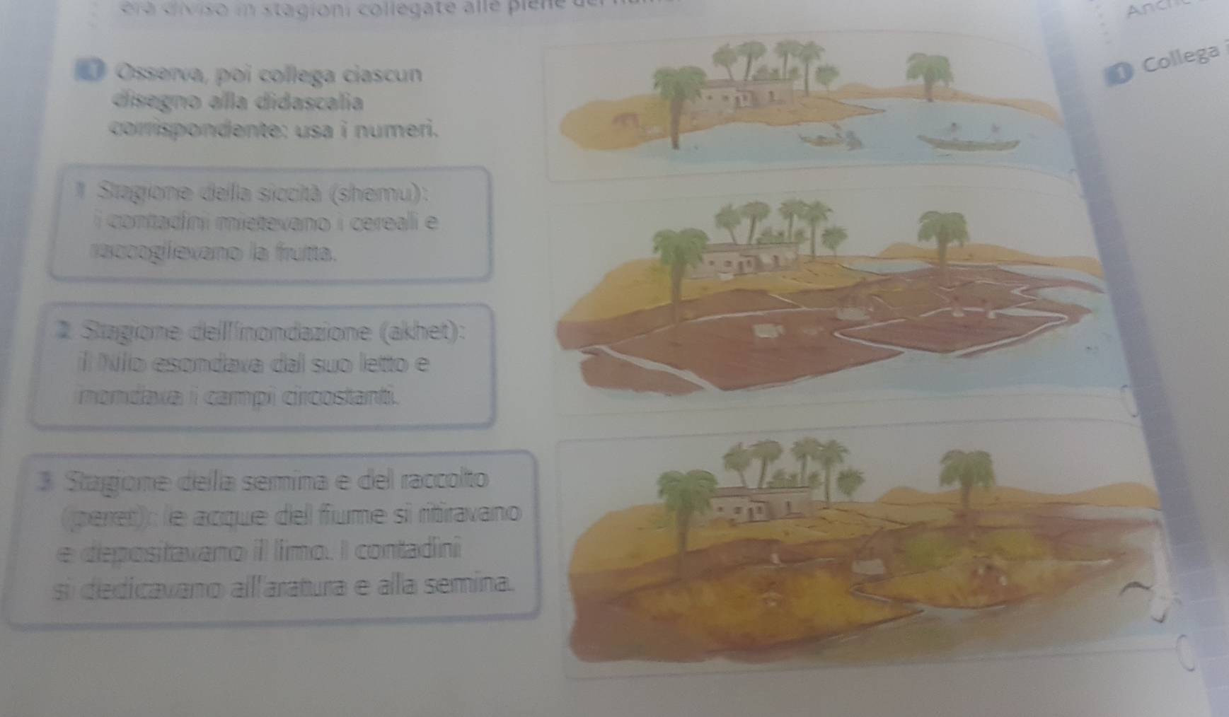 é a cviso i stagioni collegate alle p ie ne Anci 
Osserva, poi collega ciascun 
( Collega 
disegno alla didascalia 
corrispondente: usa i numeri. 
* Stagione della siccità (shemu): 
i contadíni mietevano i cereali e 
raccogfevano la frutta. 
2 Stagione del'inondazione (akhet): 
É Nío esondaxa dal suo letto e 
nondaxa i campi circostanti. 
3 Stagione della semina e del raccolto 
(peret): le acque del fiume si ritiravano 
e depositavano il líimo. I contadini 
si dedicavano allfaratura e alla semina.