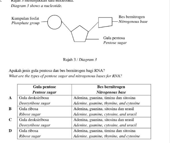 Rajan 3 menum ukkan satd hukiebtda. 
Diagram 3 shows a nucleotide. 
Rajah 3 / Diagram 3 
Apakah jenis gula pentosa dan bes bernitrogen bagi RNA? 
What are the types of pentose sugar and nitrogenous bases for RNA?