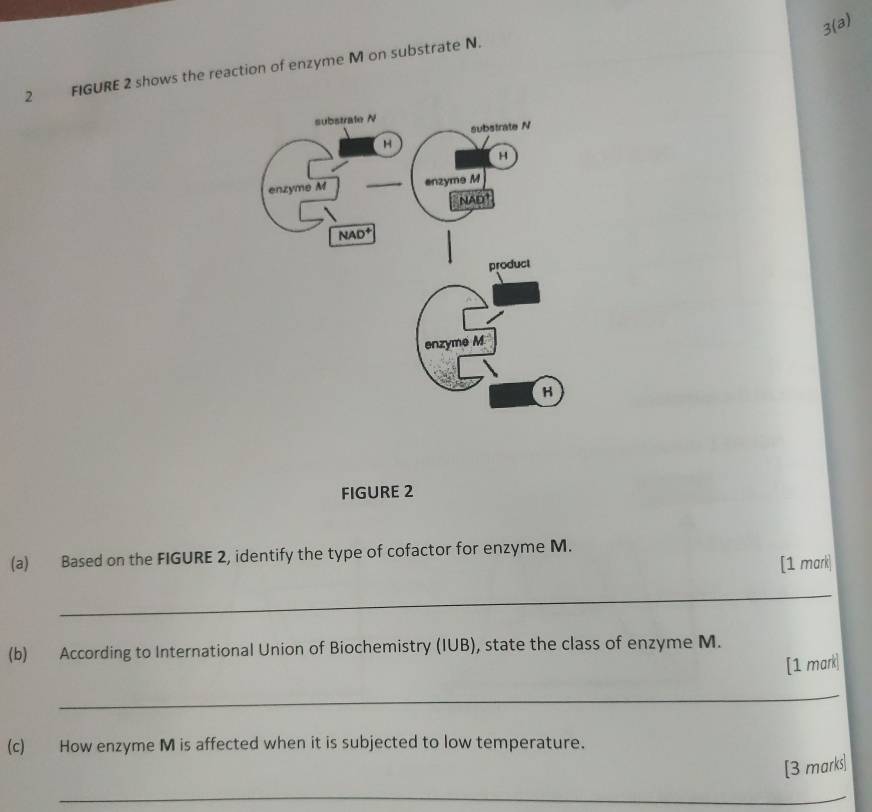 3(a)
2 FIGURE 2 shows the reaction of enzyme M on substrate N.
FIGURE 2
(a) Based on the FIGURE 2, identify the type of cofactor for enzyme M.
[1 mark
_
(b) According to International Union of Biochemistry (IUB), state the class of enzyme M.
[1 mark]
_
(c) How enzyme M is affected when it is subjected to low temperature.
[3 marks|
_