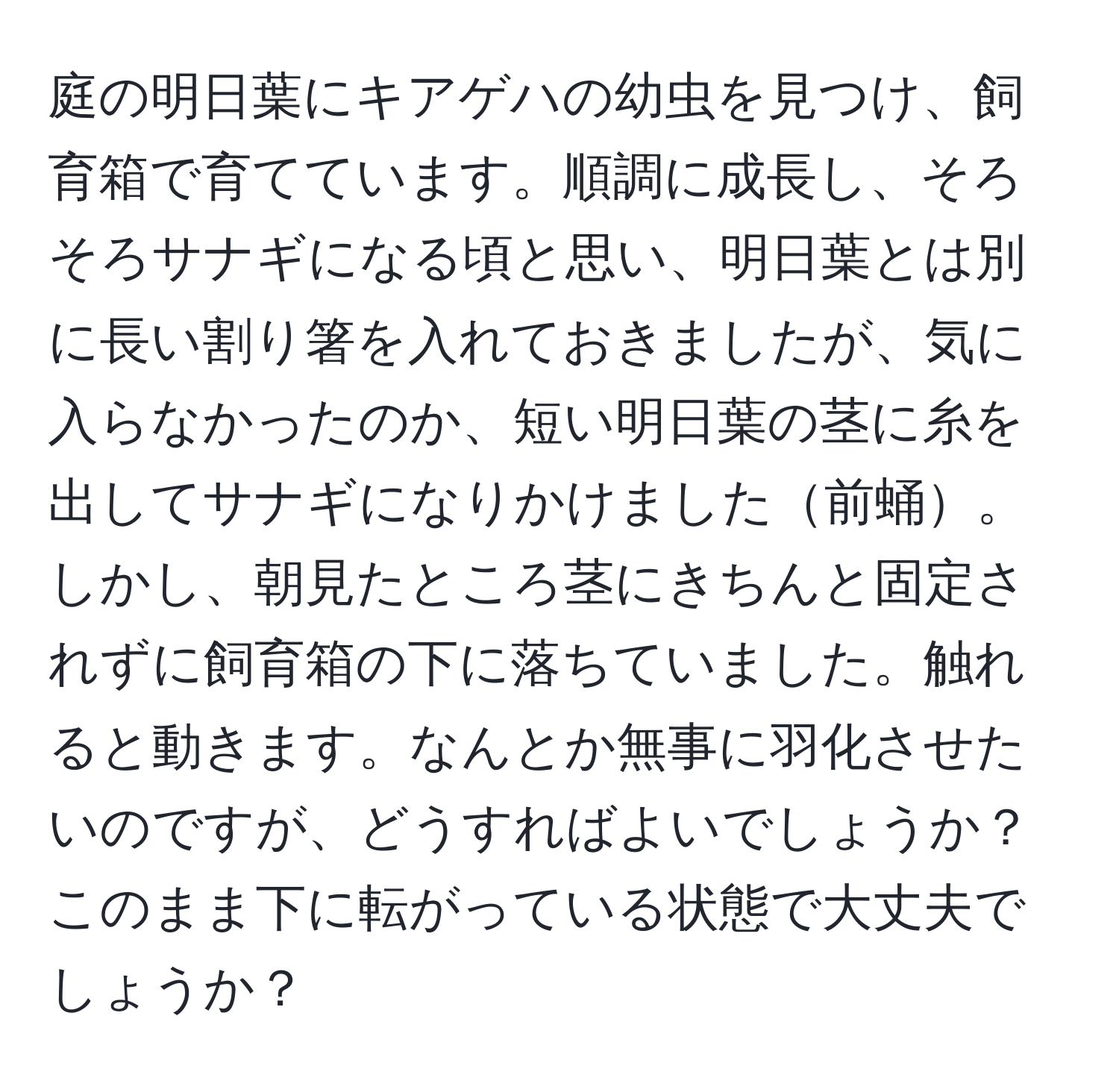 庭の明日葉にキアゲハの幼虫を見つけ、飼育箱で育てています。順調に成長し、そろそろサナギになる頃と思い、明日葉とは別に長い割り箸を入れておきましたが、気に入らなかったのか、短い明日葉の茎に糸を出してサナギになりかけました前蛹。しかし、朝見たところ茎にきちんと固定されずに飼育箱の下に落ちていました。触れると動きます。なんとか無事に羽化させたいのですが、どうすればよいでしょうか？このまま下に転がっている状態で大丈夫でしょうか？