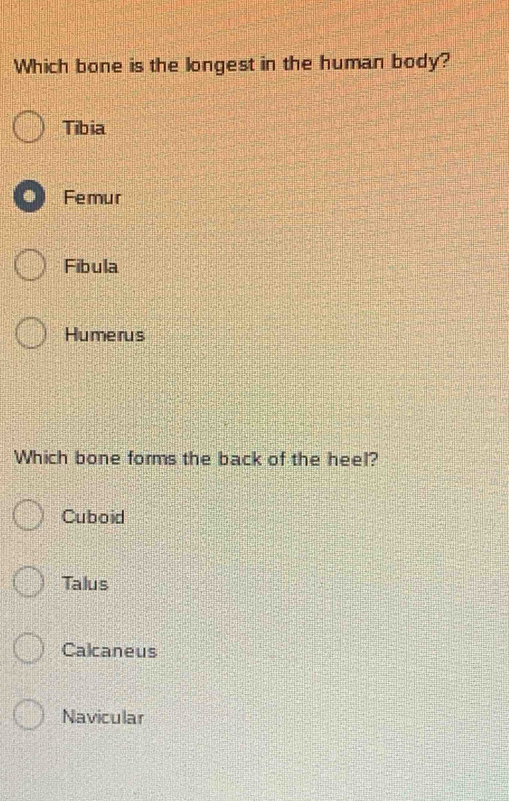 Which bone is the longest in the human body?
Tibia
● Femur
Fibula
Humerus
Which bone forms the back of the heel?
Cuboid
Talus
Calcaneus
Navicular