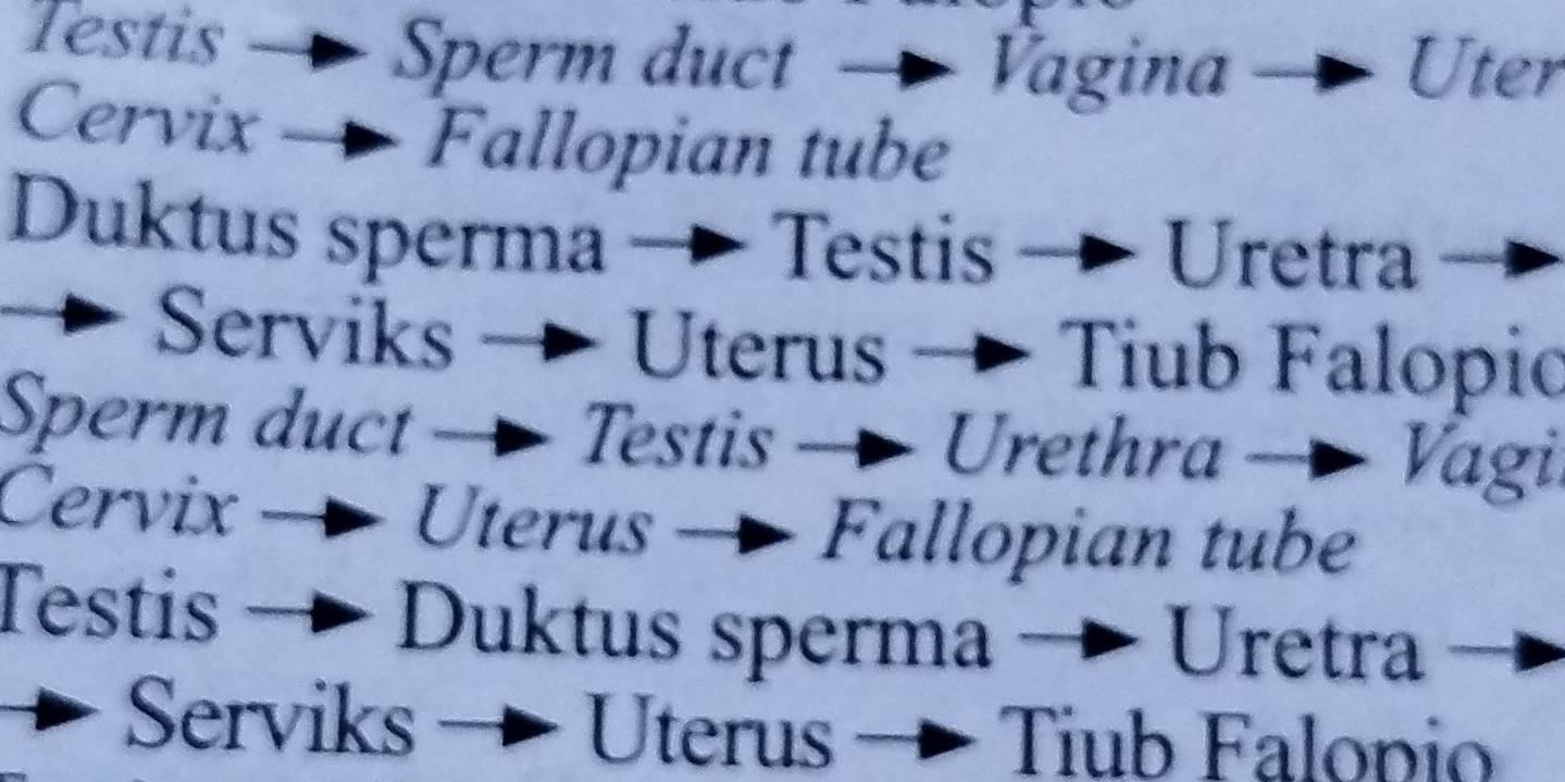 Testis — Sperm duct → Vagina → Uter 
Cervix → Fallopian tube 
Duktus sperma → Testis → Uretra 
a Serviks → Uterus → Tiub Falopic 
Sperm duct → Testis → Urethra → Vagi. 
Cervix → Uterus — Fallopian tube 
Testis → Duktus sperma → Uretra 
Serviks → Uterus → Tiub Falopio