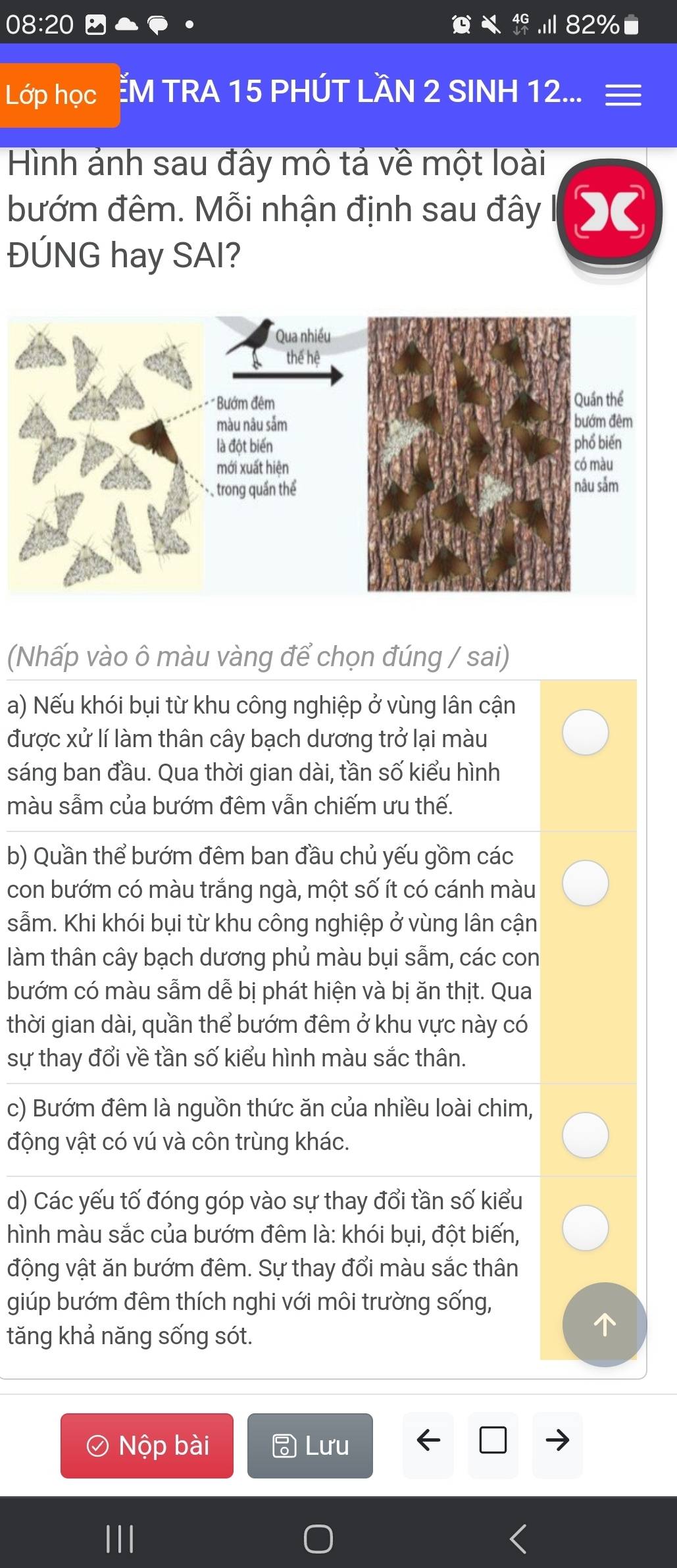 82%
Lớp học M TRA 15 PHÚT LÀN 2 SINH 12...
Hình ảnh sau đây mô tả về một loài
bướm đêm. Mỗi nhận định sau đây 
ĐÚNG hay SAI?
(Nhấp vào ô màu vàng để chọn đúng / sai)
a) Nếu khói bụi từ khu công nghiệp ở vùng lân cận
được xử lí làm thân cây bạch dương trở lại màu
sáng ban đầu. Qua thời gian dài, tần số kiểu hình
màu sẫm của bướm đêm vẫn chiếm ưu thế.
b) Quần thể bướm đêm ban đầu chủ yếu gồm các
con bướm có màu trắng ngà, một số ít có cánh màu
sẫm. Khi khói bụi từ khu công nghiệp ở vùng lân cận
làm thân cây bạch dương phủ màu bụi sẵm, các con
bướm có màu sẫm dễ bị phát hiện và bị ăn thịt. Qua
thời gian dài, quần thể bướm đêm ở khu vực này có
sự thay đổi về tần số kiểu hình màu sắc thân.
c) Bướm đêm là nguồn thức ăn của nhiều loài chim,
động vật có vú và côn trùng khác.
d) Các yếu tố đóng góp vào sự thay đổi tần số kiểu
hình màu sắc của bướm đêm là: khói bụi, đột biến,
động vật ăn bướm đêm. Sự thay đổi màu sắc thân
giúp bướm đêm thích nghi với môi trường sống,
tăng khả năng sống sót.
Nộp bài Lưu
III