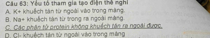 Yếu tổ tham gia tạo điện thê nghỉ
A. K+ khuếch tán từ ngoài vào trong màng.
B. Na+ khuếch tán từ trong ra ngoài màng.
C. Các phân tử protein không khuếch tán ra ngoài được.
D. CI- khuếch tán từ ngoài vào trong màng