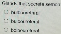 Glands that secrete semen
bulbourethral
bulboureteral
bolboureteral