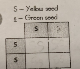 Yellow seed 
s - Green seed