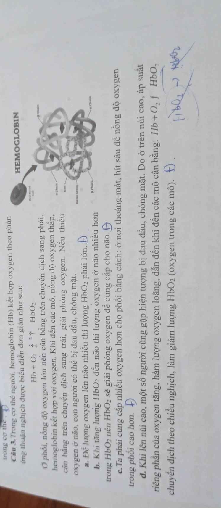 trong cơ the .
Câu 3. Trong cơ thể người, hemoglobin (Hb) kết hợp oxygen theo phản
ứng thuận nghịch được biểu diễn đơn giản như sau: 
Hb+O_2hat 4 +endarray overleftrightarrow O_+^(wedge)uparrow +HbO_2 
Ở phổi, nồng độ oxygen lớn nên cân bằng trên chuyền dịch sang phải,
hemoglobin kết hợp với oxygen. Khi đến các mô, nồng độ oxygen thấp,
cân bằng trên chuyển dịch sang trái, giải phóng oxygen. Nếu thiếu
oxygen ở não, con người có thể bị đau đầu, chóng mặt.
a. Để lượng oxygen lên não nhiều thì lượng HbO_2 phải lớn.
b. Khi tăng lượng HbO_2 đến não thì lượng oxygen ở não nhiều hơn
trong HbO_2 nên HbO_2 sẽ giải phóng oxygen để cung cấp cho não.
c.Ta phải cung cấp nhiều oxygen hơn cho phổi bằng cách: ở nơi thoáng mát, hít sâu để nồng độ oxygen
trong phổi cao hơn.
d. Khi lên núi cao, một số người cũng gặp hiện tượng bị đau đầu, chóng mặt. Do ở trên núi cao, áp suất
riếng phần của oxygen tăng, hàm lượng oxygen loãng, dẫn đến khi đến các mô cân bằng: Hb+O_2 f HbO_2
chuyển dịch theo chiều nghịch, làm giảm lượng HbO_2 (oxygen trong các mô).
