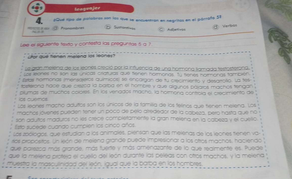 lenguajes 
4. ¿Qué tipo de palabras son las que se encuentran en negritas en el párrafo 53
O Pronombres Sustantivas Adietívos 
@ Verbos 
RE B 2 
Lee el siguiente texto y contesta las preguntas 5 a 7. 
¿Por qué fienen melena los leones? 
La gran melena de los leones creció por la influencia de una hormona llamada testosterona. 
Los leones no son las únicas criaturas que tienen hormonas. Tú tienes hormonas también. 
Estas hormonas (mensajeros químicos) se encargan de tu crecimiento y desarrolio. La tes- 
tosterona hace que crezca la barba en el hombre y que algunos pájaros machos tengan 
plumas de muchos colores. En los venados macho, la hormona controla el crecimiento de 
los cuemos 
Los leones macho adutos son los únicos de la familla de los felinos que tienen melena. Los 
machos jóvenes pueden tener un poco de pelo alrededor de la cabeza, pero hasta que no 
son adutos maduros no les crece completamente la gran melena en la cabeza y el cuello. 
Esto sucede cuando cumplen los cinco años. 
Los zoólogos, que estudian a los animales, piensan que las melenas de los leones tienen va- 
rios propósitos. Un león de melena grande puede impresionar a los otros machos, haciendo 
que parezca más grande, más fuerte y más amenazante de lo que realmente es. Puede 
que la melena proteja el cuello del león durante las peleas con ofros machos, y la melena 
muestra la masculinidad del león, igual que la barba en los hombres.