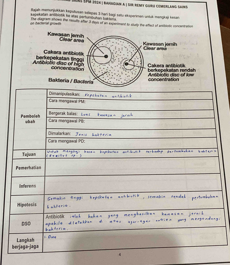 SaINS SPM 2024 | BaHagian a | SIR REMy GUrU CeMerlanG SaiNS
Rajah menunjukkan keputusan selepas 3 hari bagi satu eksperimen untuk mengkaji kesan
kepekatan antibiotik ke atas pertumbuhan bakteria.
The diagram shows the results after 3 days of an experiment to study the effect of antibiotic concentration
on bacterial growth
Kawasan jemih Clear area
Kawasan jernih
Clear area
Cakera antibiotik
berkepekatan tinggi
Antibiotic disc of high Cakera antibiotik
concentration
berkepekatan rendah
Antibiotic disc of low
Bakteria / Bacteria
concentration