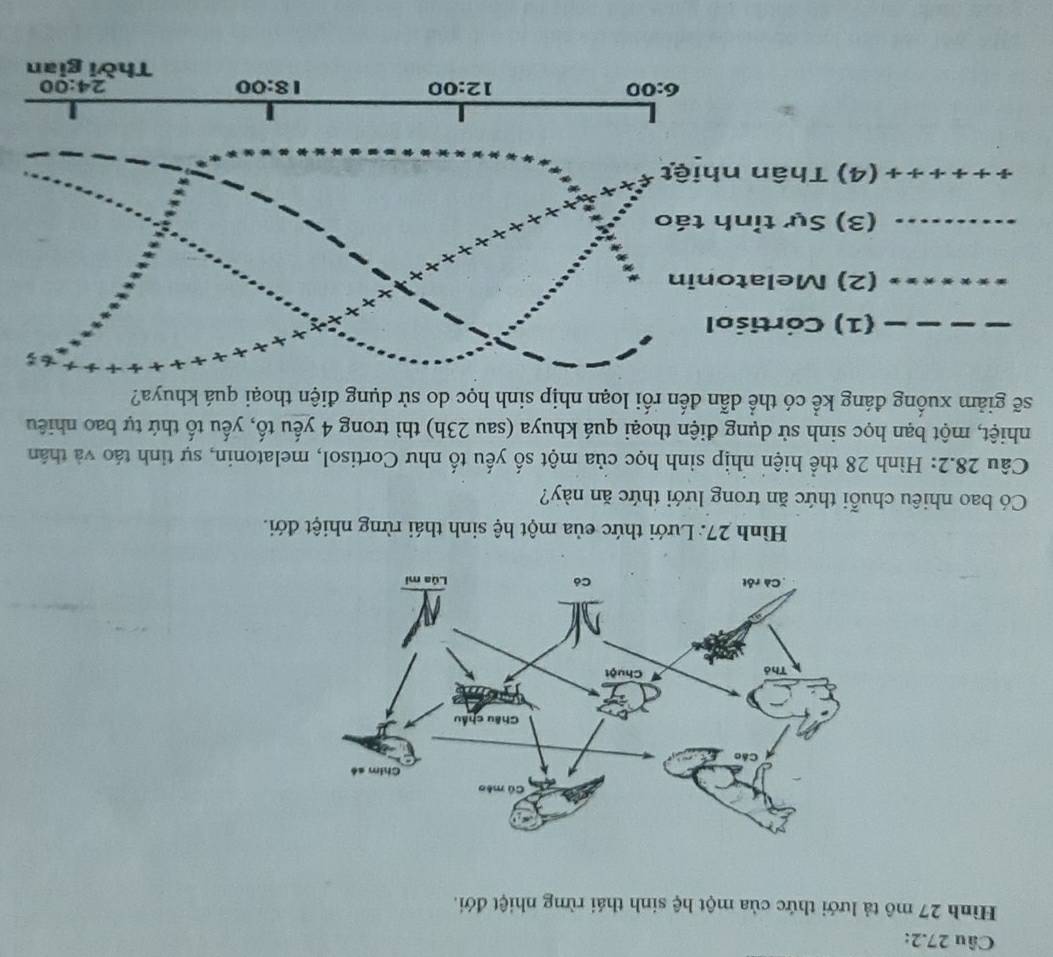 Câu 27.2:
Hình 27 mô tả lưới thức của một hệ sinh thái rừng nhiệt đới.
Hình 27: Lưới thức của một hệ sinh thái rừng nhiệt đới.
Có bao nhiêu chuỗi thức ăn trong lưới thức ăn này?
Câu 28.2: Hình 28 thể hiện nhịp sinh học của một số yếu tố như Cortisol, melatonin, sự tinh táo và thân
mhiệt, một bạn học sinh sử dụng điện thoại quá khuya (sau 23h) thì trong 4 yếu tố, yếu tố thứ tự bao nhiêu
sẽ giảm xuống đáng kể có thể dẫn đến rối loạn nhịp sinh học do sử dụng điện thoại quá khuya?
(1) Cortisol
(2) Melatonin
(3) Sự tỉnh táo
(4) Thân nhiệt
6:00
12:00
18:00
24:00 
Thời gian