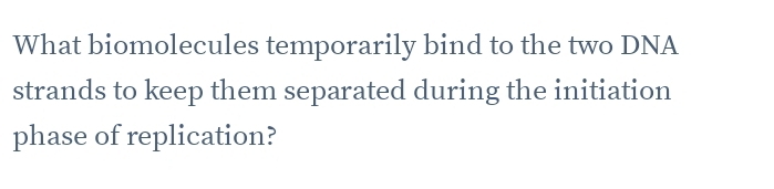 What biomolecules temporarily bind to the two DNA 
strands to keep them separated during the initiation 
phase of replication?