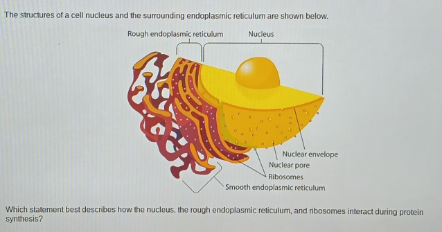 Solved: The structures of a cell nucleus and the surrounding ...