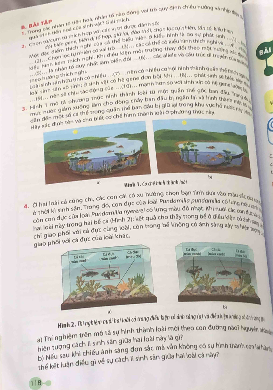 Trong các nhân tố tiến hoá, nhân tố nào đóng vai trò quy định chiều hướng và nhịp điệu
B. bài tập
quá trình tiến hoá của sinh vật? Giải thích.
2. Chọn từ/cụm từ thích hợp với các vị trí được đánh số:
đột biến gene, biến dị tổ hợp, giữ lại, đào thải, chọn lọc tự nhiên, tần số, kiểu hình
Một đặc điểm thích nghi của cá thể biểu hiện ở kiểu hình là do sự phát sinh ...(1).. 
..(2)... Chọn lọc tự nhiên có vai trò ...(3)... các cá thể có kiểu hình thích nghi và ...(4)... n BàI
kiểu hình kém thích nghi. Khi điều kiện môi trường thay đổi theo một hướng xác đn
..(5)... là nhân tố duy nhất làm biến đổi ...(6)... các allele và cấu trúc di truyền của quản
theo hướng thích nghi.
Loài sinh sản hữu tính có nhiều ...(7)... nên có nhiều cơ hội hình thành quần thể thích ngh
loài sinh sản vô tính; ở sinh vật có hệ gene đơn bội, khi ...(8)... phát sinh sẽ biểu hiệ t
...(9)... nên sẽ chịu tác động của ...(10)... mạnh hơn so với sinh vật có hệ gene lướng bộ
3. Hình 1 mô tả phương thức hình thành loài từ một quần thể gốc ban đầu Trong %
mực nước giảm xuống làm cho dòng chảy ban đầu bị ngăn lại và hình thành một hồn
dến một số cá thể trong quần thể ban đầu bị giữ lại trong khu vực hồ nước này (Hn
Hiết cơ chế hình thành loài ở phương thức này.
C
hình thành loài
4. Ở hai loài cá cùng chi, các con cái có xu hướng chọn bạn tình dựa vào màu sắc của ơy
ở thời kì sinh sản. Trong đó, con đực của loài Pundamilia pundamilia có lưng màu xanh 
còn con đực của loài Pundamilia nyererei có lưng màu đỏ nhạt. Khi nuôi các con đự n
hai loài này trong hai bể cá (Hình 2); kết quả cho thấy trong bể ở điều kiện có ánh sáng đ
chỉ giao phối với cá đực cùng loài, còn trong bể không có ánh sáng xảy ra hiện tượng c
giao phvới cá đực của loài khác.
b)
Hình 2. Thí nghiệm nuôi hai loài cá trong điều kiện có ánh sáng (a) và điều kiện không có ảnh sáng (b
a) Thí nghiệm trên mô tả sự hình thành loài mới theo con đường nào? Nguyên nhânđ
hiện tượng cách li sinh sản giữa hai loài này là gì?
b) Nếu sau khi chiếu ánh sáng đơn sắc mà vẫn không có sự hình thành con lai hữu th
thể kết luận điều gì về sự cách li sinh sản giữa hai loài cá này?
118