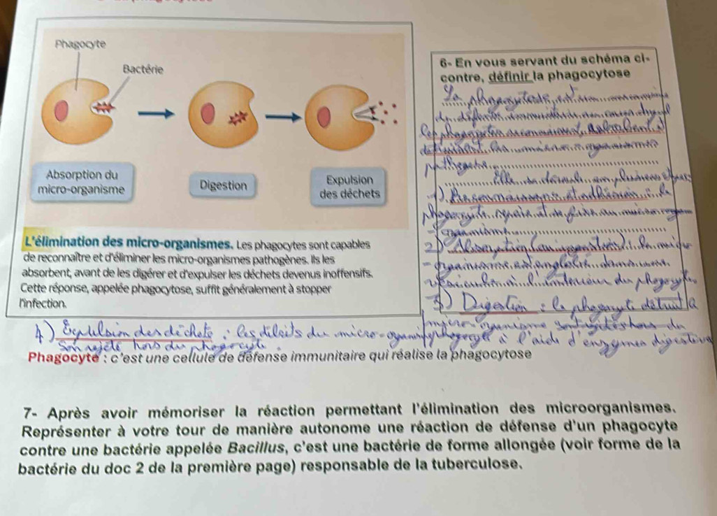 6- En vous servant du schéma ci- 
contre, définir la phagocytose 
L'élimination des micro-organismes. Les phagocytes sont capables 
de reconnaître et d'éliminer les micro-organismes pathogènes. Ils les 
absorbent, avant de les digérer et d'expulser les déchets devenus inoffensifs. 
Cette réponse, appelée phagocytose, suffit généralement à stopper 
l'infection. 
Phagocyte : c'est une cellule de défense immunitaire qui réalise la phagocytose 
7- Après avoir mémoriser la réaction permettant l'élimination des microorganismes. 
Représenter à votre tour de manière autonome une réaction de défense d'un phagocyte 
contre une bactérie appelée Bacillus, c'est une bactérie de forme allongée (voir forme de la 
bactérie du doc 2 de la première page) responsable de la tuberculose.