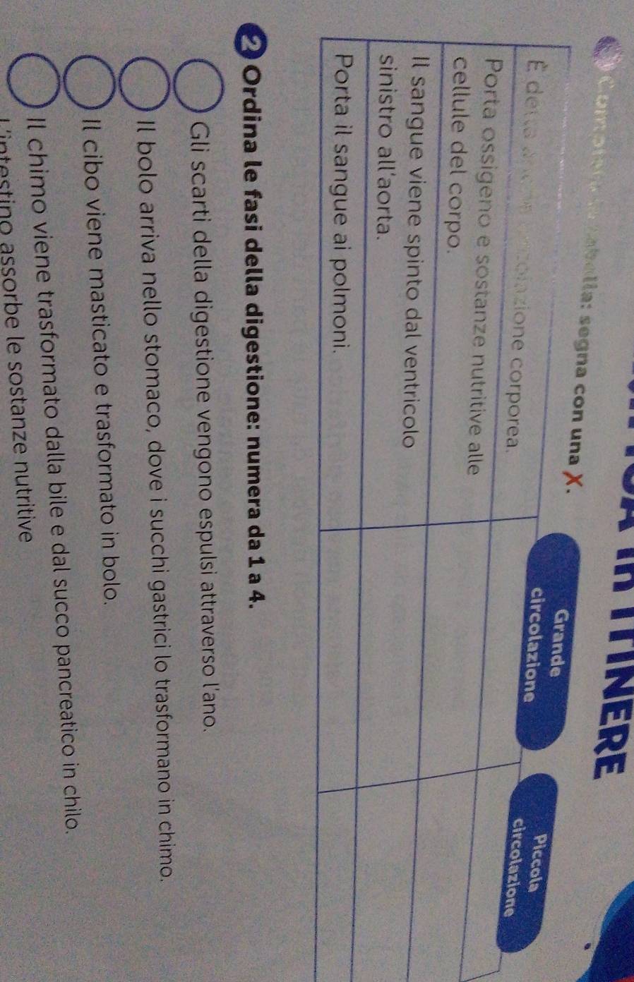 TIR TTINERE
 Com pretíla saból
2 Ordina le fasi della digestione: numera da 1 a 4.
Gli scarti della digestione vengono espulsi attraverso l'ano.
Il bolo arriva nello stomaco, dove i succhi gastrici lo trasformano in chimo.
Il cibo viene masticato e trasformato in bolo.
Il chimo viene trasformato dalla bile e dal succo pancreatico in chilo.
Lintestino assorbe le sostanze nutritive