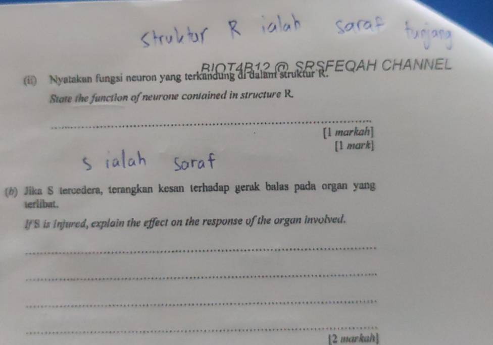 BIOT4B12 @ SRSFEQAH CHANNEL 
(ii) Nyatakan fungsi neuron yang terkandung di dalam struktur R. 
State the function of neurone contained in structure R. 
_ 
_ 
[l markah] 
[1 mark] 
(*) Jika S tercedera, terangkan kesan terhadap gerak balas pada organ yang 
terlibat. 
If S is injured, explain the effect on the response of the organ involved. 
_ 
_ 
_ 
_ 
[2 markah]