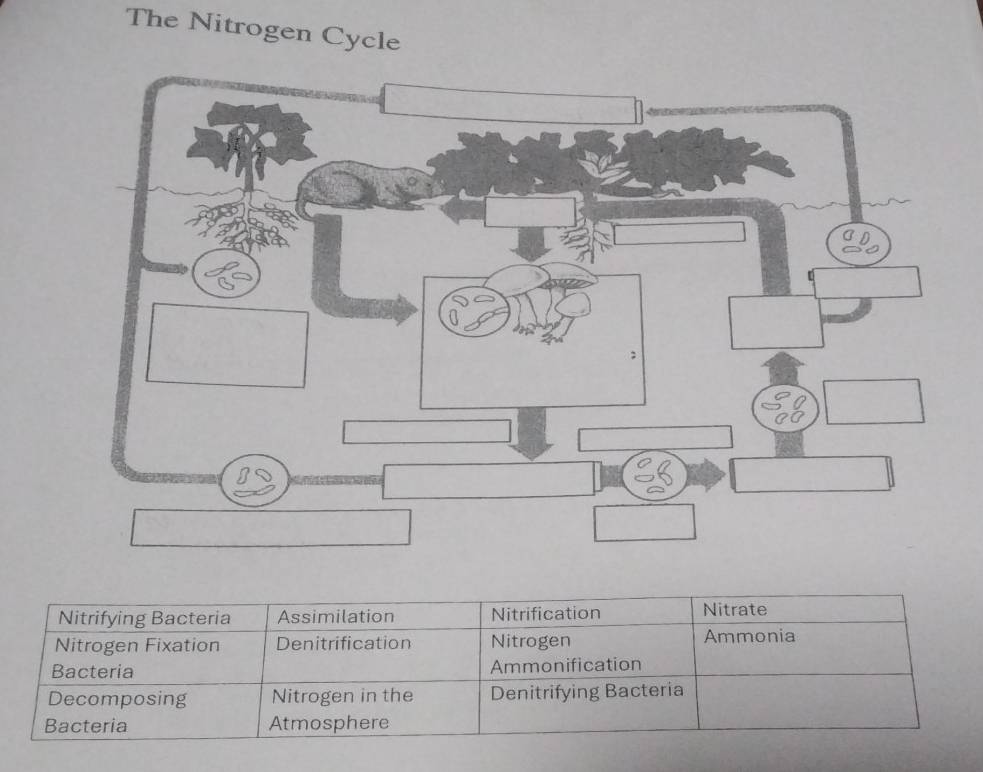 The Nitrogen Cycle