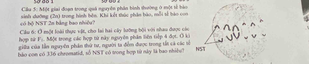 Sơ do 1 sơ dº 2 
Câu 5: Một giai đoạn trong quá nguyên phân bình thường ở một tế bào 
sinh dưỡng (2n) trong hình bên. Khi kết thúc phân bào, mỗi tế bào con 
có bộ NST 2n bằng bao nhiêu? 
Câu 6: Ở một loài thực vật, cho lai hai cây lưỡng bội với nhau dược các 
hợp tử F_1. Một trong các hợp tử này nguyên phân liên tiếp 4 đợt. Ở kì 
giữa của lần nguyên phân thứ tư, người ta đếm được trong tất cả các tế 
bào con có 336 chromatid, số NST có trong hợp tử này là bao nhiêu?