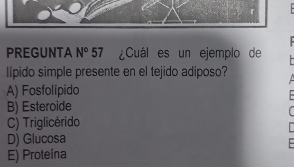 PREGUNTA N° 27 ¿Cuál es un ejemplo de
-- 
lípido simple presente en el tejido adiposo?
A) Fosfolípido

B) Esteroide
C) Triglicérido
D) Glucosa
E) Proteína