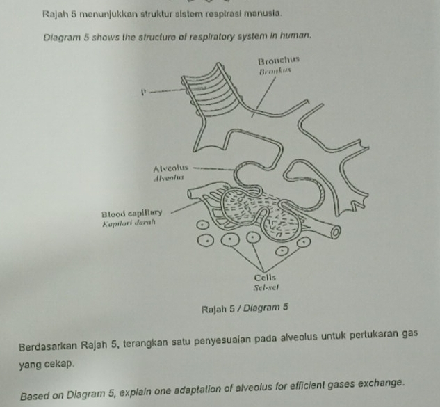 Rajah 5 menunjukkan struktur sistem respirasi manusia. 
Diagram 5 shows the structure of respiratory system in human. 
Rajah 5 / Diagram 5 
Berdasarkan Rajah 5, terangkan satu penyesuaian pada alveolus untuk pertukaran gas 
yang cekap. 
Based on Diagram 5, explain one adaptation of alveolus for efficient gases exchange.