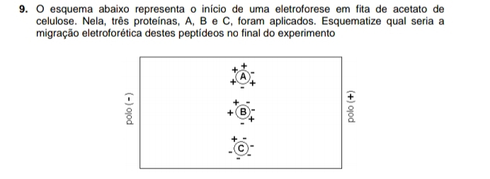 esquema abaixo representa o início de uma eletroforese em fita de acetato de 
celulose. Nela, três proteínas, A, B e C, foram aplicados. Esquematize qual seria a 
migração eletroforética destes peptídeos no final do experimento