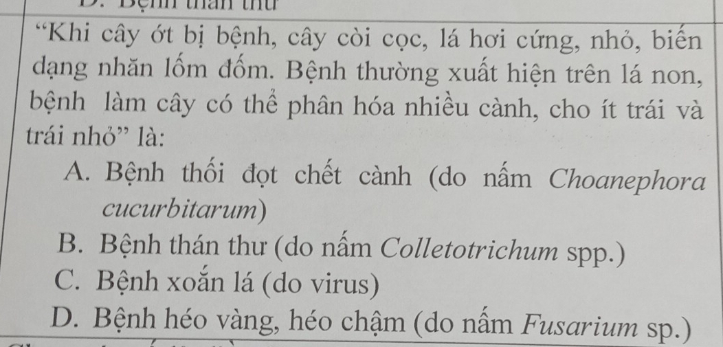 Khi cây ớt bị bệnh, cây còi cọc, lá hơi cứng, nhỏ, biến
dạng nhăn lốm đốm. Bệnh thường xuất hiện trên lá non,
bệnh làm cây có thể phân hóa nhiều cành, cho ít trái và
trái nhỏ' là:
A. Bệnh thối đọt chết cành (do nấm Choanephora
cucurbitarum)
B. Bệnh thán thu (do nấm Colletotrichum spp.)
C. Bệnh xoắn lá (do virus)
D. Bệnh héo vàng, héo chậm (do nấm Fusarium sp.)