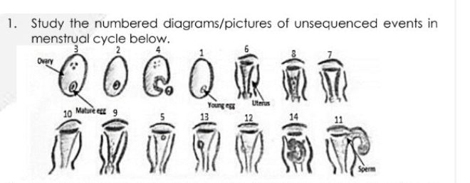 Study the numbered diagrams/pictures of unsequenced events in 
menstrual cycle below.
3 2 4 1
Ovary 
Young egg Uterus
10 Mature egg 9
13
14 11