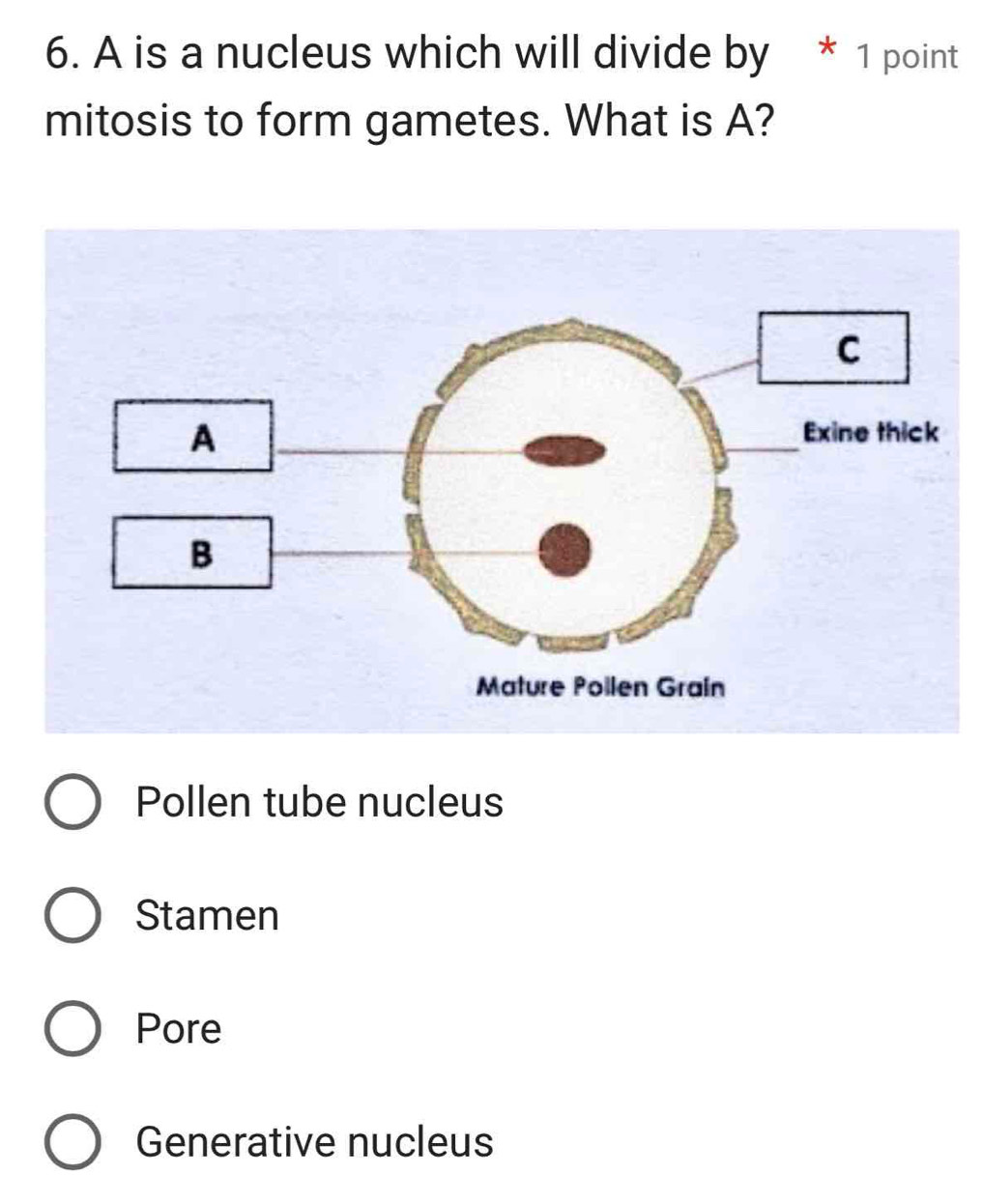 A is a nucleus which will divide by * 1 point
mitosis to form gametes. What is A?
Pollen tube nucleus
Stamen
Pore
Generative nucleus