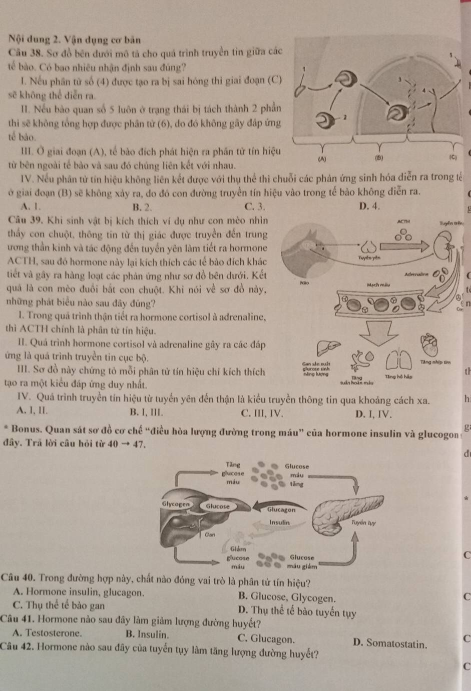 Nội dung 2. Vận dụng cơ bản
Câu 38. Sơ đồ bên dưới mô tả cho quá trình truyền tin giữa các
tế bào. Có bao nhiêu nhận định sau đúng?
I. Nếu phân tử số (4) được tạo ra bị sai hóng thì giai đoạn (C)
sẽ không thể diễn ra.
II. Nếu bào quan số 5 luôn ở trạng thái bị tách thành 2 phần
thi sẽ không tổng hợp được phân tử (6), do đó không gây đáp ứng
tế bào.
II. Ở giai đoạn (A), tế bào đích phát hiện ra phân tử tín hiệu
từ bên ngoài tế bào và sau đó chúng liên kết với nhau.
IV. Nếu phân từ tín hiệu không liên kết được với thụ thể thì chuỗi các phản ứng sinh hóa diễn ra trong tế
ở giai đoạn (B) sẽ không xảy ra, do đó con đường truyền tín hiệu vào trong tế bào không diễn ra.
A. 1. B. 2. C. 3. D. 4.
Câu 39. Khi sinh vật bị kích thích ví dụ như con mèo nhìnn
thầy con chuột, thông tin từ thị giác được truyền đến trung
ương thần kinh và tác động đến tuyến yên làm tiết ra hormone
ACTH, sau đó hormone này lại kích thích các tế bào đích khác
tiết và gây ra hàng loạt các phản ứng như sơ đồ bên dưới. Kết
quả là con mèo đuổi bắt con chuột. Khi nói về sơ đồ này,
những phát biểu nào sau đây đúng?
n
. Trong quả trình thận tiết ra hormone cortisol à adrenaline,
thì ACTH chính là phân từ tín hiệu.
II. Quá trình hormone cortisol và adrenaline gây ra các đáp
ứng là quá trình truyền tin cục bộ.
III. Sơ đồ này chứng tỏ mỗi phân tử tín hiệu chỉ kích thích
th
tạo ra một kiểu đáp ứng duy nhất.
IV. Quá trình truyền tín hiệu từ tuyến yên đến thận là kiểu truyền thông tin qua khoáng cách xa. h
A. l, II. B. I, III. C. III, IV. D. I, IV.
g
* Bonus. Quan sát sơ đồ cơ chế “điều hòa lượng đường trong máu” của hormone insulin và glucogon :
đây. Trã lời câu hỏi từ 40to 47
d
C
Câu 40. Trong đường hợp này, chất nào đóng vai trò là phân tử tín hiệu?
A. Hormone insulin, glucagon. B. Glucose, Glycogen.
C
C. Thụ thể tế bào gan D. Thụ thể tế bào tuyến tụy
Câu 41. Hormone nào sau đây làm giảm lượng đường huyết?
A. Testosterone. B. Insulin. C. Glucagon. D. Somatostatin. C
Câu 42. Hormone nào sau đây của tuyến tụy làm tăng lượng đường huyết?
C