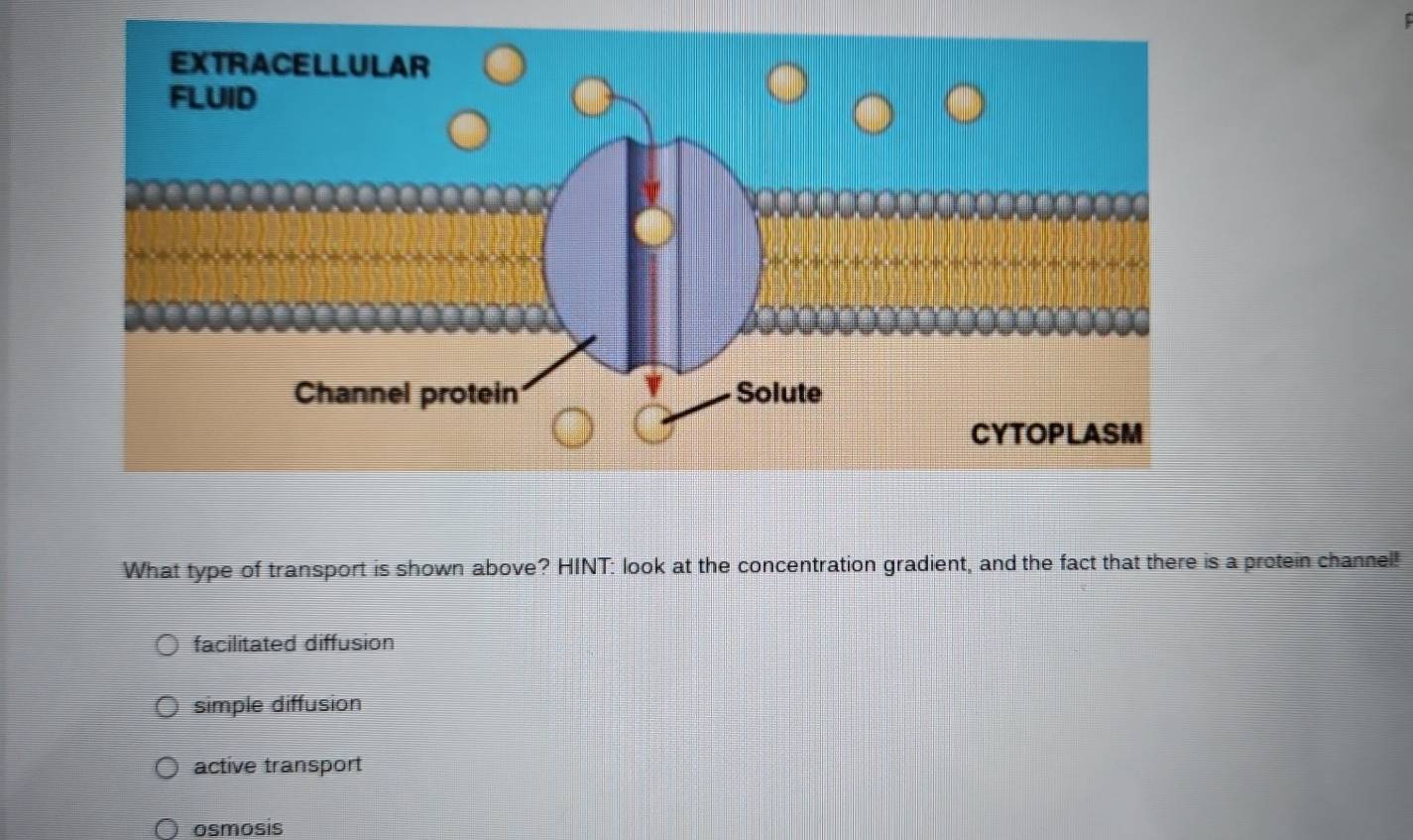 What type of transport is shown above? HINT: look at the concentration gradient, and the fact that there is a protein channel!
facilitated diffusion
simple diffusion
active transport
osmosis