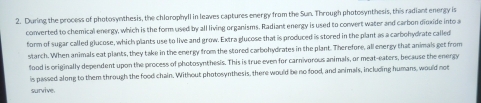 During the process of photosynthesis, the chlorophyll in leaves captures energy from the Sun. Through photosynthesis, this radiant energy is 
converted to chemical energy, which is the form used by all living organisms. Radiant energy is used to convert water and carbon dioxide into a 
form of sugar called glucose, which plants use to live and grow. Extra glucose that is produced is stored in the plant as a carbohydrate called 
starch. When animals eat plants, they take in the energy from the stored carbohydrates in the plant. Therefore, all energy that animals get from 
food is originally dependent upon the process of photosynthesis. This is true even for carnivorous animals, or meat-eaters, because the energy 
is passed along to them through the food chain. Without photosynthesis, there would be no food, and animals, including humans, would not 
survive.