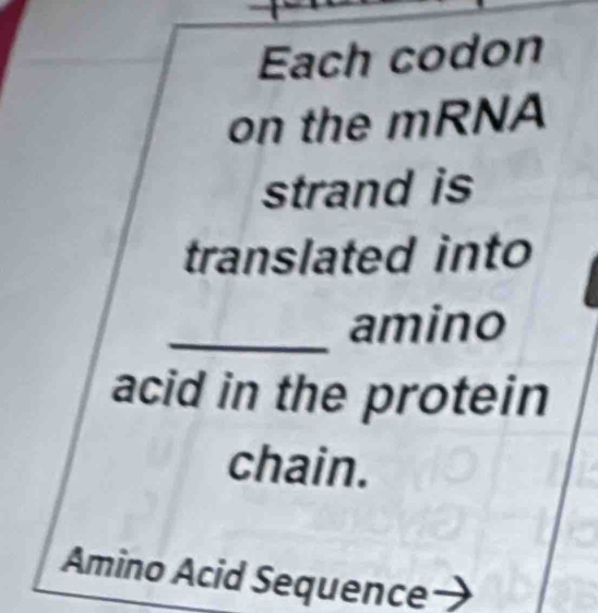 Each codon 
on the mRNA 
strand is 
translated into 
_amino 
acid in the protein 
chain. 
Amino Acid Sequence