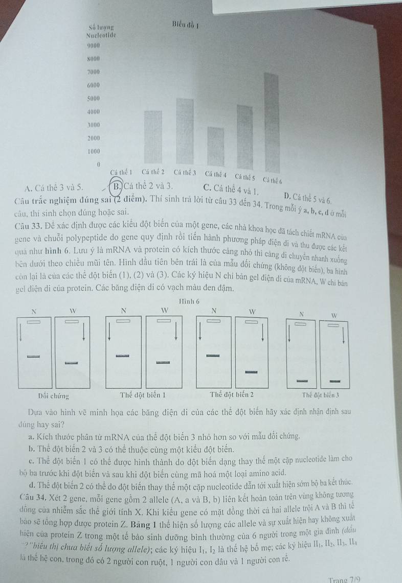 A. Cá thê 3 
thể 5 và 6.
Câu trắc nghiệm đúng sai (2 điểm). Thí sinh trả lời từ câu 33 dến 34. Trong mỗi ý a, b, c, đ ở mỗi
câu, thí sinh chọn dúng hoặc sai.
Câu 33. Để xác định được các kiểu đột biển của một gene, các nhà khoa học đã tách chiết mRNA của
gene và chuỗi polypeptide do gene quy định rồi tiến hành phương pháp điện di và thu được các kết
quả như hình 6. Lưu ý là mRNA và protein có kích thước cảng nhỏ thi cảng di chuyên nhanh xuống
bên dưới theo chiều mũi tên. Hình đầu tiên bên trái là của mẫu đối chứng (không đột biến), ba hình
còn lại là của các thể đột biến (1), (2) và (3). Các ký hiệu N chỉ bản gel điện di của mRNA, W chi bản
gel diện di của protein. Các băng diện di có vạch màu đen đậm.
Dựa vào hình vẽ minh họa các băng điện di của các thể đột biển hãy xác định nhận định sau
dúng hay sai?
a. Kích thước phân tử mRNA của thể đột biến 3 nhỏ hơn so với mẫu đổi chứng.
b. Thể đột biển 2 và 3 có thể thuộc cùng một kiểu đột biến.
c. Thể đột biến 1 có thể được hình thành do đột biến dạng thay thế một cặp nucleotide làm cho
bộ ba trước khi đột biển và sau khi đột biến cùng mã hoá một loại amino acid.
d. Thể đột biến 2 có thể do đột biến thay thế một cặp nucleotide dẫn tới xuất hiện sớm bộ ba kết thúc.
Câu 34. Xét 2 gene, mỗi gene gồm 2 allele (A, a và B, b) liên kết hoàn toản trên vùng không tương
đồng của nhiễm sắc thể giới tính X. Khi kiều gene có mặt đồng thời cá hai allele trội A và B thì tế
bao sẽ tổng hợp được protein Z. Bảng 1 thể hiện số lượng các allele và sự xuất hiện hay không xuất
hiện của protein Z trong một tế bảo sinh dưỡng bình thường của 6 người trong một gia đình (đần
'biểu thị chưa biết số lượng allele); các ký hiệu I₁, I₂ là thể hệ bố mẹ; các kỷ hiệu II₁, II₂, II₃. II4
là thế hệ con, trong đó có 2 người con ruột, 1 người con dầu và 1 người con rễ.
Tranø 7/9