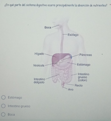 ¿En qué parte del sistema digestivo ocurre principalmente la absorción de nutrientes?*
Estómago
Intestino grueso
Boca