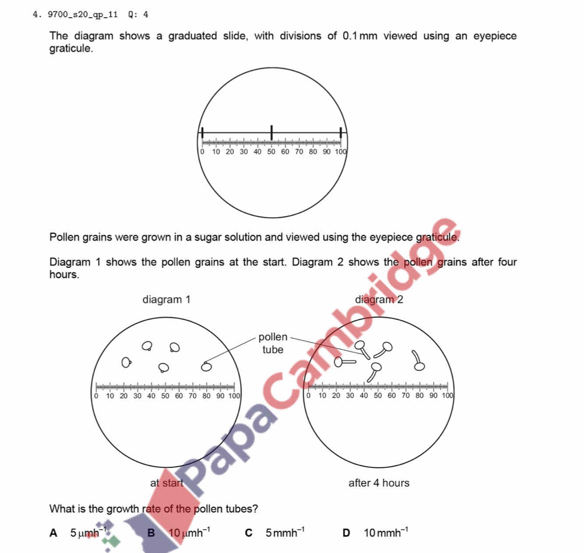 9700_s20_qp_11 Q:4 
The diagram shows a graduated slide, with divisions of 0.1mm viewed using an eyepiece
graticule.
Pollen grains were grown in a sugar solution and viewed using the eyepiece graticule.
Diagram 1 shows the pollen grains at the start. Diagram 2 shows the pollen grains after four
h
What is the growth rate of the pollen tubes?
A 5 μmh B 10mu mh^(-1) C 5mmh^(-1) D 10mmh^(-1)