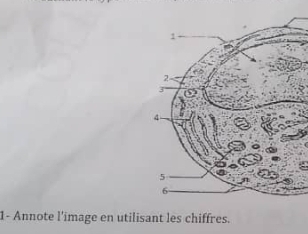 1- Annote l'image en utilisant les chiffres.