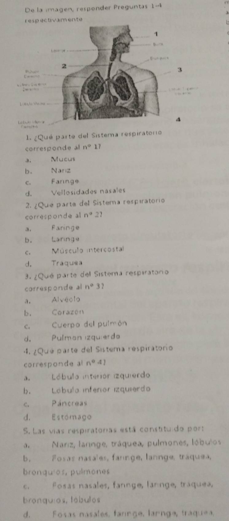 De la imagen, responder Preguntas 1-4
respectivamente
Pubuc
3
a 
B 
( ”
1 1
4. ¿Qué parte del Sistema respiratorio
corresponde al n° 17
a. Mucus
b . Nariz
c. Faringe
d. Vellosidades nasales
2. ¿Qué parte del Sistema respiratorio
corresponde al n°.21
a. Faringe
b. Laringe
c. Músculo intercostal
d. Tráquea
3. ¿Qué parte del Sisterna respiratorio
corresponde al n°3
a. Alvéolo
b . Corazén
C. Cuerpo del pulmón
d. Pulmón izquierdo
4. ¿Qué parte del Sistema respiratorio
corresponde al n°4)
a. Lóbulo interiór izquierdo
b. Lóbula inferior izquierdo
C. Páncreas
d. Estómago
5. Las vias respiratorias está constitu do port
a. Nariz, laringe, tráquea, pulmones, lóbulos
b. Fosas nasales, fannge, lannge, tráquea,
bronquios, pulmones
C. Fosas nasales, faringe, laringe, tráquea,
bronquios, tóbulos
d. Fosas nasales, faringe, lannge, traquea.