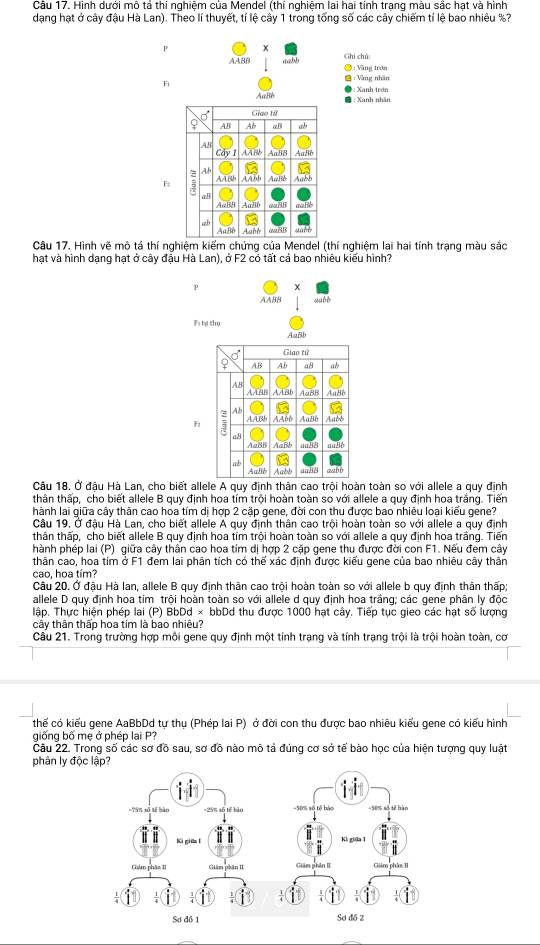 Hình dưới mô tả thi nghiệm của Mendel (thí nghiệm lai hai tính trạng màu sắc hạt và hình
dạng hạt ở cây đậu Hà Lan). Theo lí thuyết, tỉ lệ cây 1 trong tổng số các cây chiếm tỉ lệ bao nhiêu %?
x
AABB  w l ● : Vàng trờn Ghi chú
 : Vàng nhân
F ● : Xanh trơn
B : Xanh nhân
Giao til
AB Ab a ab
AB
A AB AaBi AuBé
Ab
F 9 AAB! AAN AaBb
a
B Aali
azb
AaBb Aabh     
   
Câu 17, Hình vẽ mô tá thí nghiệm kiểm chứng của Mendel (thí nghiệm lai hai tính trạng màu sắc
hạt và hình dạng hạt ở cây đậu Hà Lan), ở F2 có tất cả bao nhiêu kiểu hình?
P x
AABB subé
Fí bự thụ
AaBl
Giao tử
AB AB 48 ab
AB
A ABD AABb AaBB AnBi
Ab
F AABL AAñó AaBb Aaé
a8
ab
AaBl Aabl a ? ? 
Câu 18. Ở đậu Hà Lan, cho biết allele A quy định thân cao trội hoàn toàn so với allele a quy định
thân thấp, cho biết allele B quy định hoa tím trội hoàn toàn so với allele a quy định hoa trắng. Tiến
hành lai giữa cây thân cao hoa tím dị hợp 2 cặp gene, đời con thu được bao nhiêu loại kiểu gene?
Câu 19. Ở đậu Hà Lan, cho biết allele A quy định thân cao trội hoàn toàn so với allele a quy định
thân thấp, cho biết allele B quy định hoa tím trội hoàn toàn so với allele a quy định hoa trắng. Tiến
phành phép lai (P) giữa cây thân cao hoa tím dị hợp 2 cặp gene thu được đời con F1. Nếu đem cây
thân cao, hoa tim ở F1 đem lai phân tích có thế xác định được kiểu gene của bao nhiêu cây thân
cao, hoa tím?
Câu 20. Ở đậu Hà lan, allele B quy định thân cao trội hoàn toàn so với allele b quy định thân thấp;
allele D quy định hoa tim trội hoàn toàn so với allele d quy định hoa trắng; các gene phân ly độc
Tập, Thực hiện phép lại (P) BbDd × bbDd thu được 1000 hạt cây, Tiếp tục gieo các hạt số lượng
cầy thân thấp hoa tim là bao nhiêu?
Câu 21. Trong trường hợp môi gene quy định một tính trạng và tính trạng trội là trội hoàn toàn, cơ
thế có kiểu gene AaBbDd tự thụ (Phép lai P) ở đời con thu được bao nhiêu kiểu gene có kiểu hình
giống bố mẹ ở phép lai P?
Câu 22. Trong số các sơ đồ sau, sơ đồ nào mô tả đúng cơ sở tế bào học của hiện tượng quy luật
phân ly độc